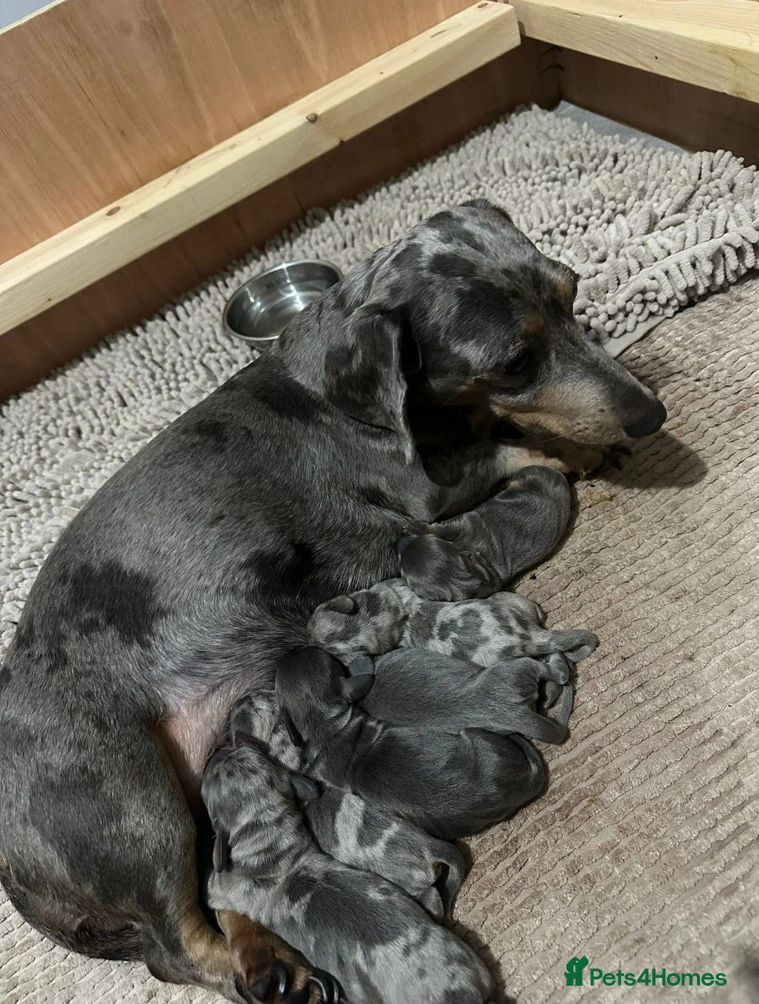 Miniature Dachshund dogs for stud: 🐾HUGO THE BOSS (KC REG & PRA CLEAR) PROVEN STUD🐾 in Manchester - Advert 20