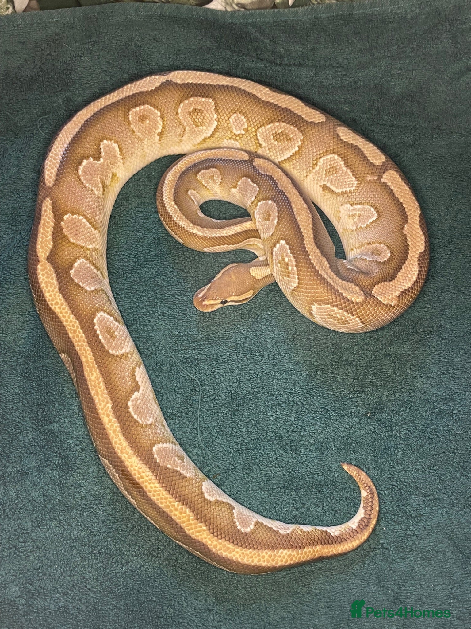 Python Snake reptiles Ball pythons for new home/s - Advert 13