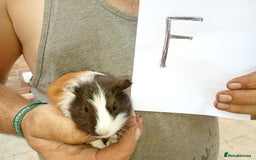 Guinea Pig rodents for sale: Baby guinea pigs - Image 3