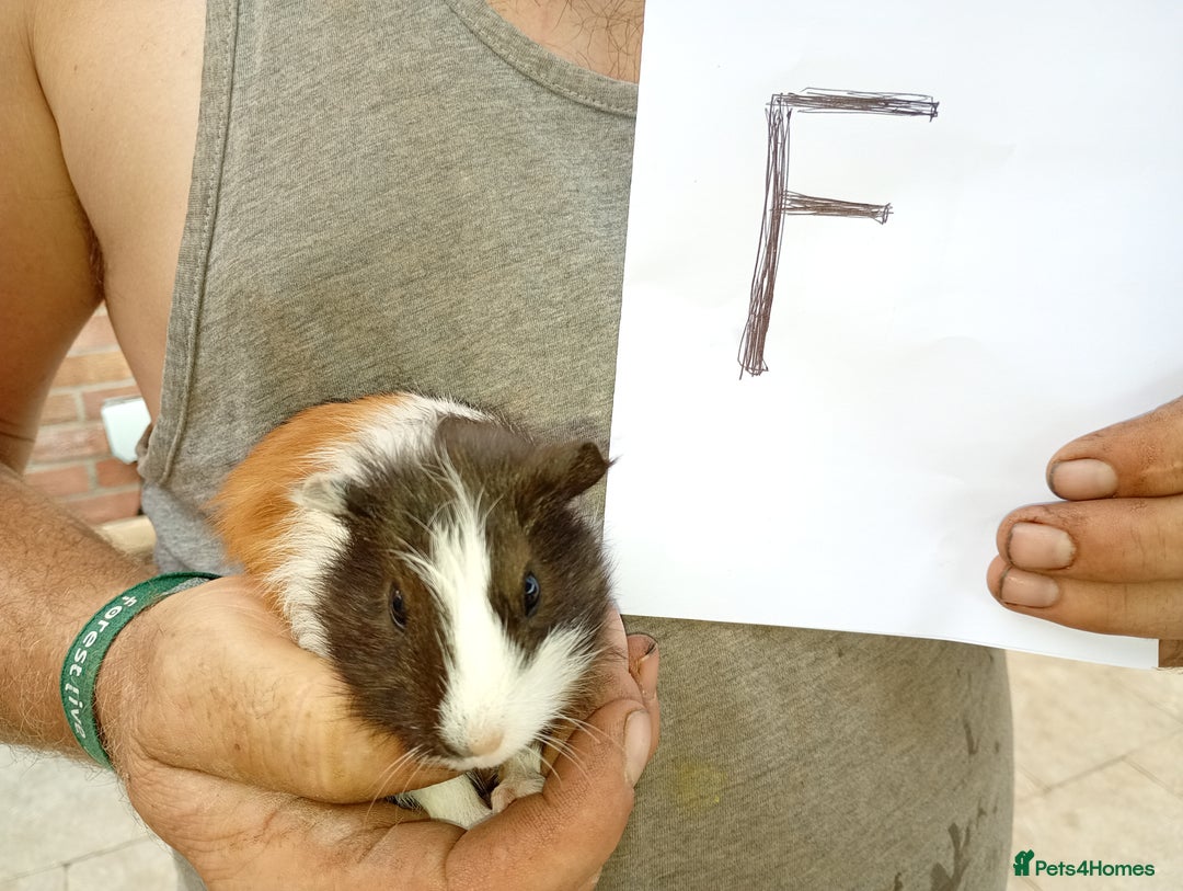 Guinea Pig rodents for sale: Baby guinea pigs - Image 3