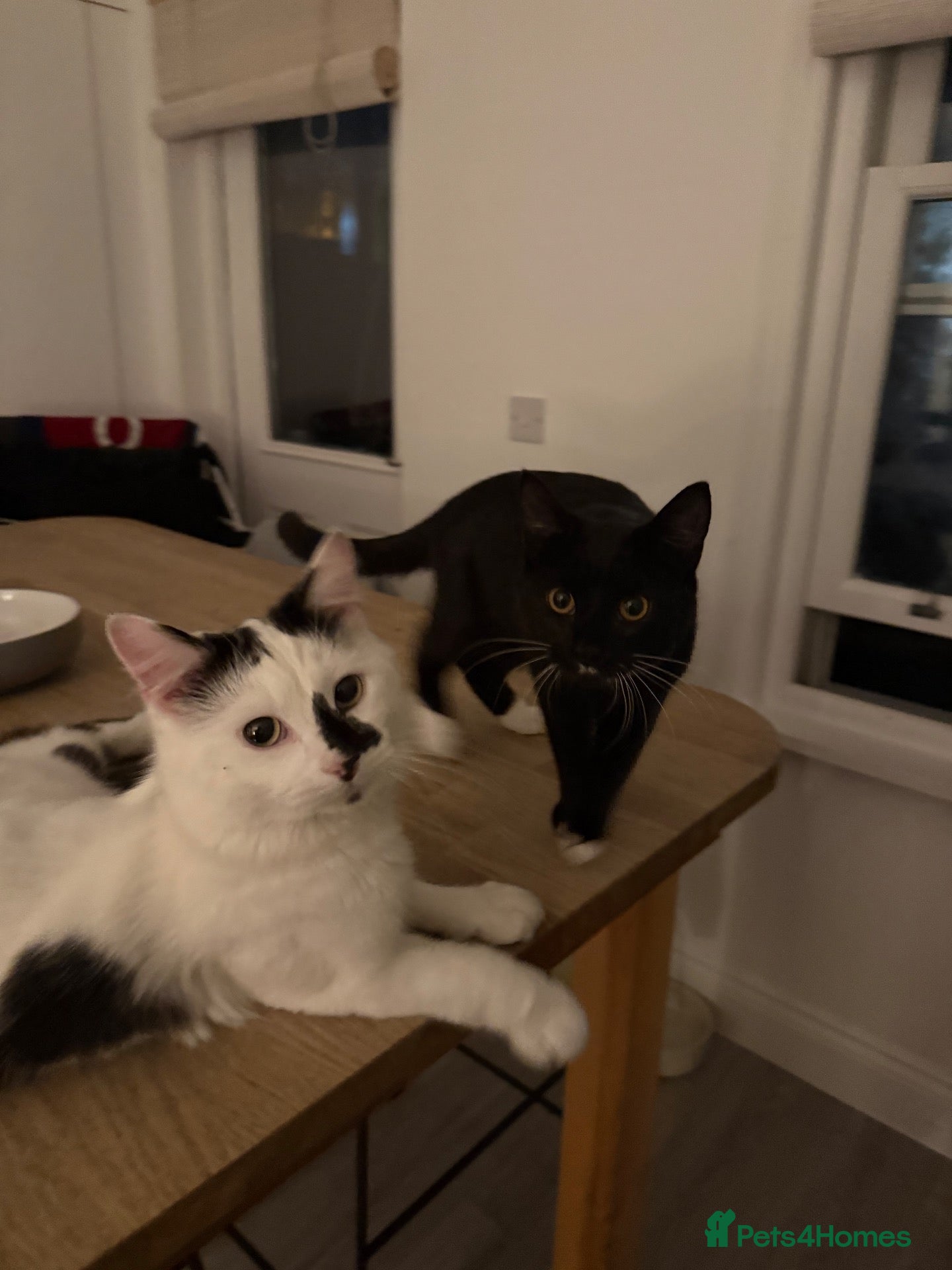 British Shorthair cats WANT THEM TO GO TOGETHER  - Advert 1