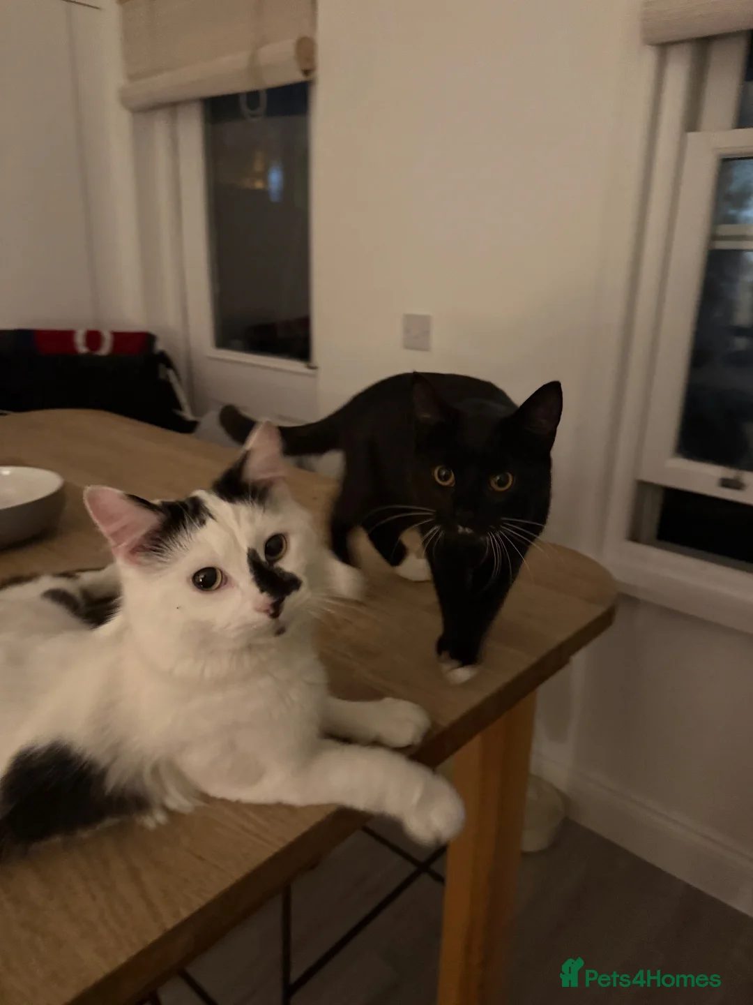 British Shorthair cats for sale: WANT THEM TO GO TOGETHER  in Littlehampton - Advert 1