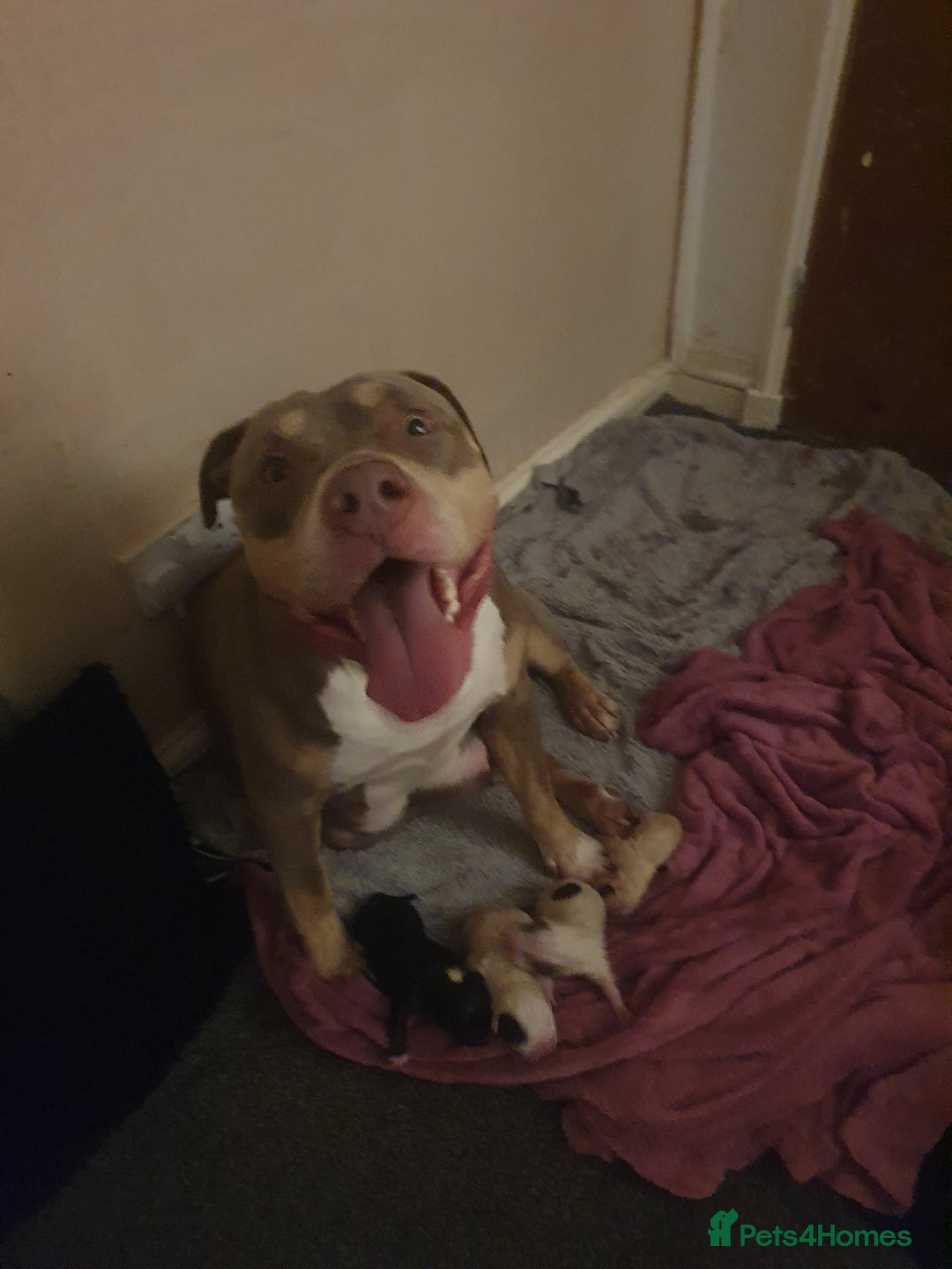 Mixed Breed dogs for sale: American bulldog  - Advert 1