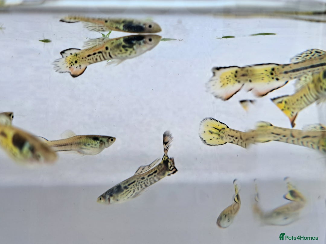 Live Bearers fish for sale: Guppy fish males tiger hybrids - Image 8