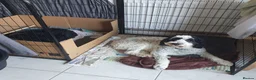 Mixed Breed dogs for sale: Labradoodle x Sproodle - Advert 5