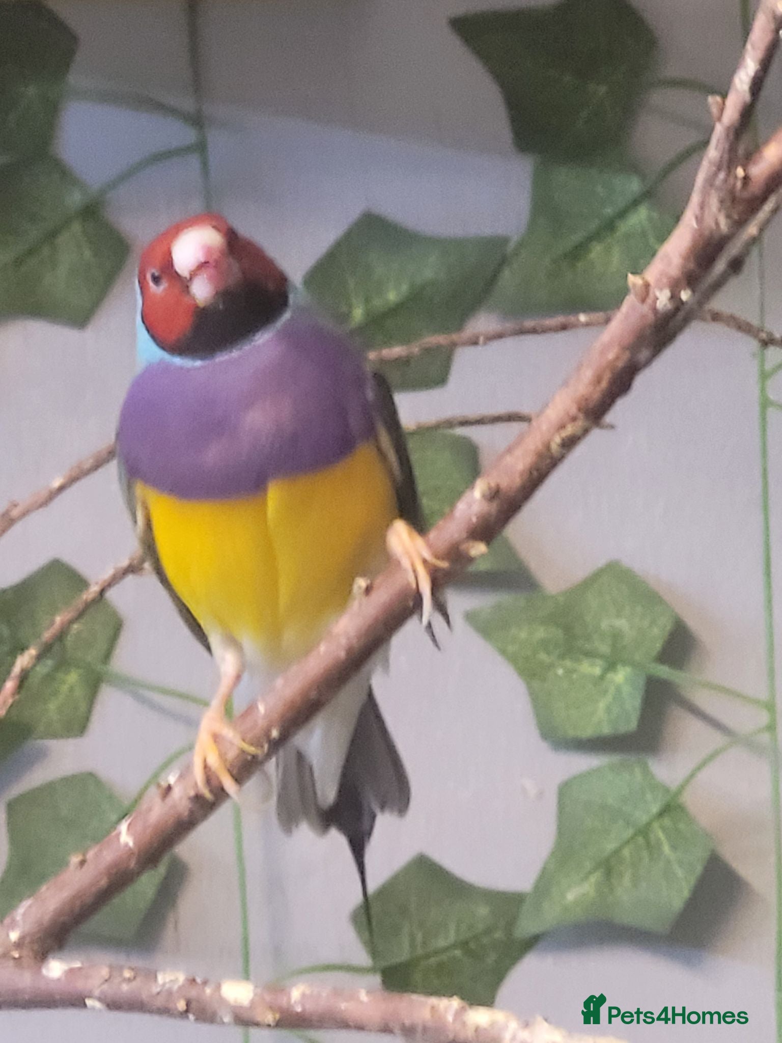 Finches birds gouldian finch - Advert 3