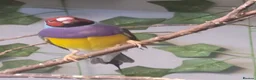 Finches birds for sale: gouldian finch - Advert 1