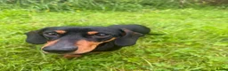 Miniature Dachshund dogs for sale: Sad rehome of 2 year old mini Dach  - Advert 2