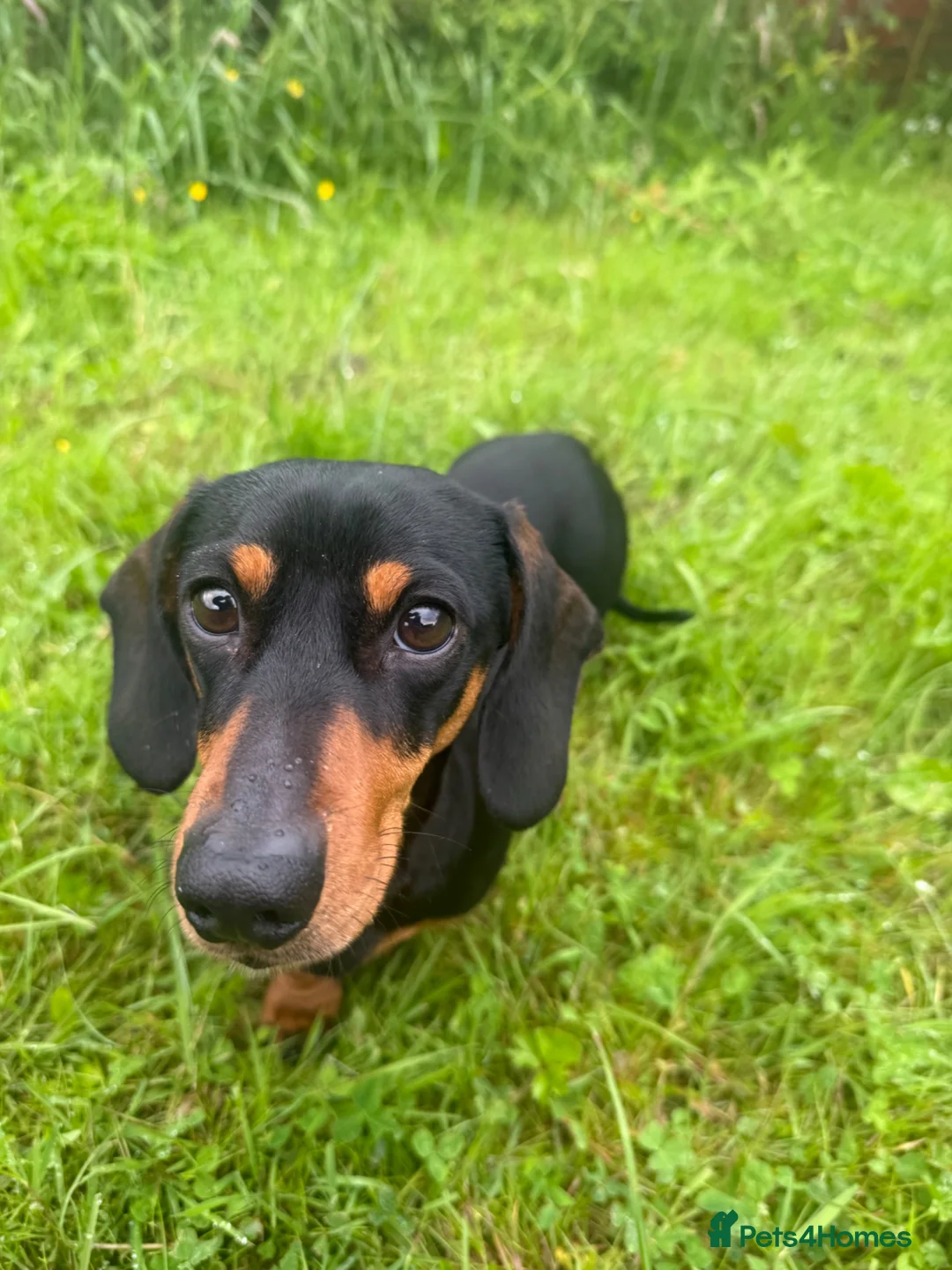 Miniature Dachshund dogs for sale: Sad rehome of 2 year old mini Dach  - Advert 2