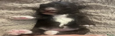 Poochon 3