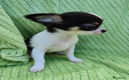 Chihuahua dogs for sale: Amazing Quality Long Coat Chihuahua puppies - Image 17