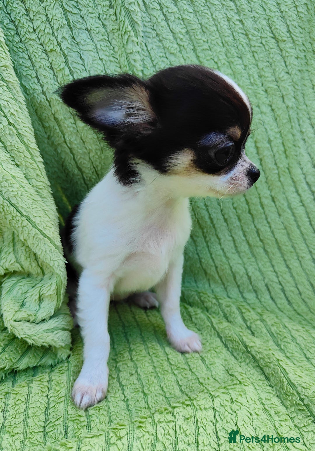 Chihuahua dogs for sale: Amazing Quality Long Coat Chihuahua puppies - Image 17