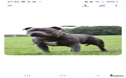 Staffordshire Bull Terrier dogs for sale: Blue staffy 10 weeks old male kc registered - Image 5