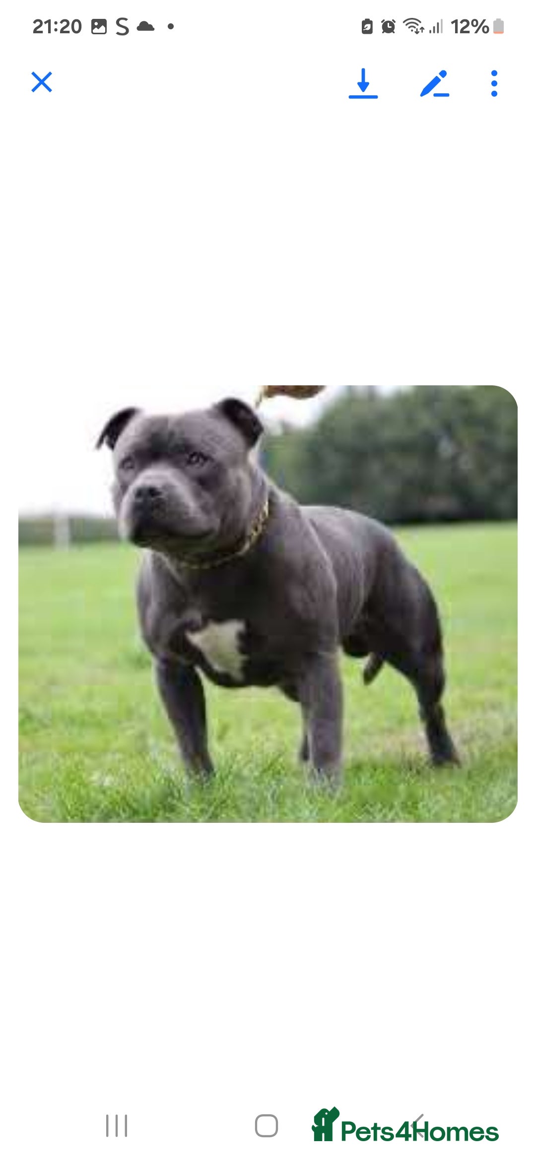Staffordshire Bull Terrier dogs for sale: Blue staffy 10 weeks old male kc registered - Image 5