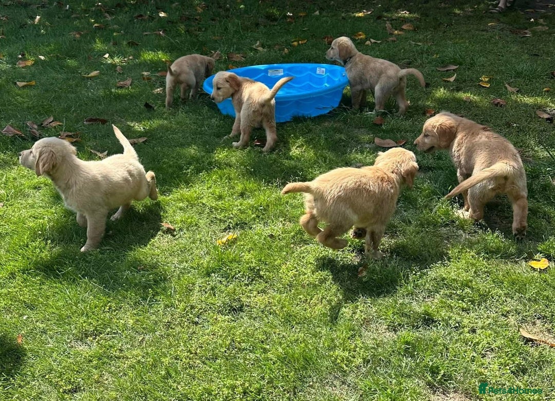 Golden Retriever dogs for sale: Golden Retriever puppies  - Image 5