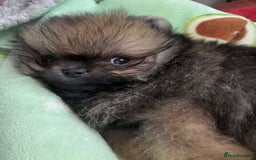 Pomeranian dogs for sale: Stunning KC reg Pomeranians  - Image 20