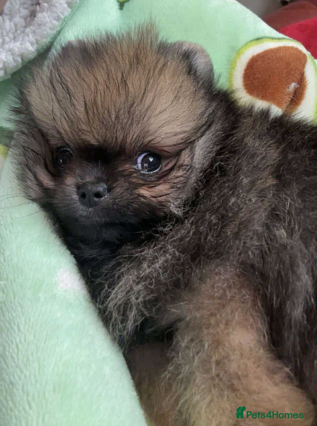 Pomeranian dogs for sale: Stunning KC reg Pomeranians  - Image 20