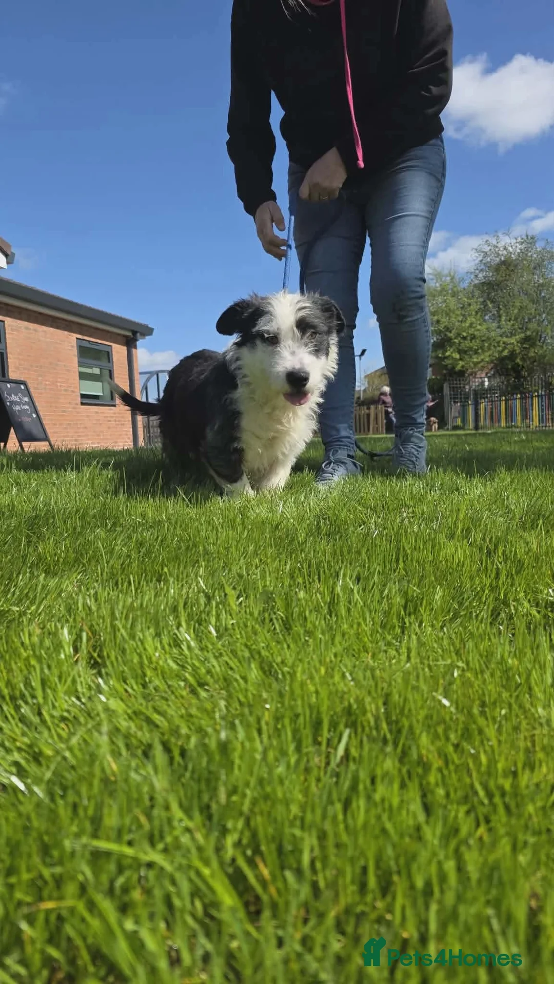 Mixed Breed dogs for adoption: OREO - SWEET HEART, NO CALORIES ❤️ - Advert 2