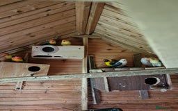 Lovebirds birds for sale: Lovebirds  - Image 3
