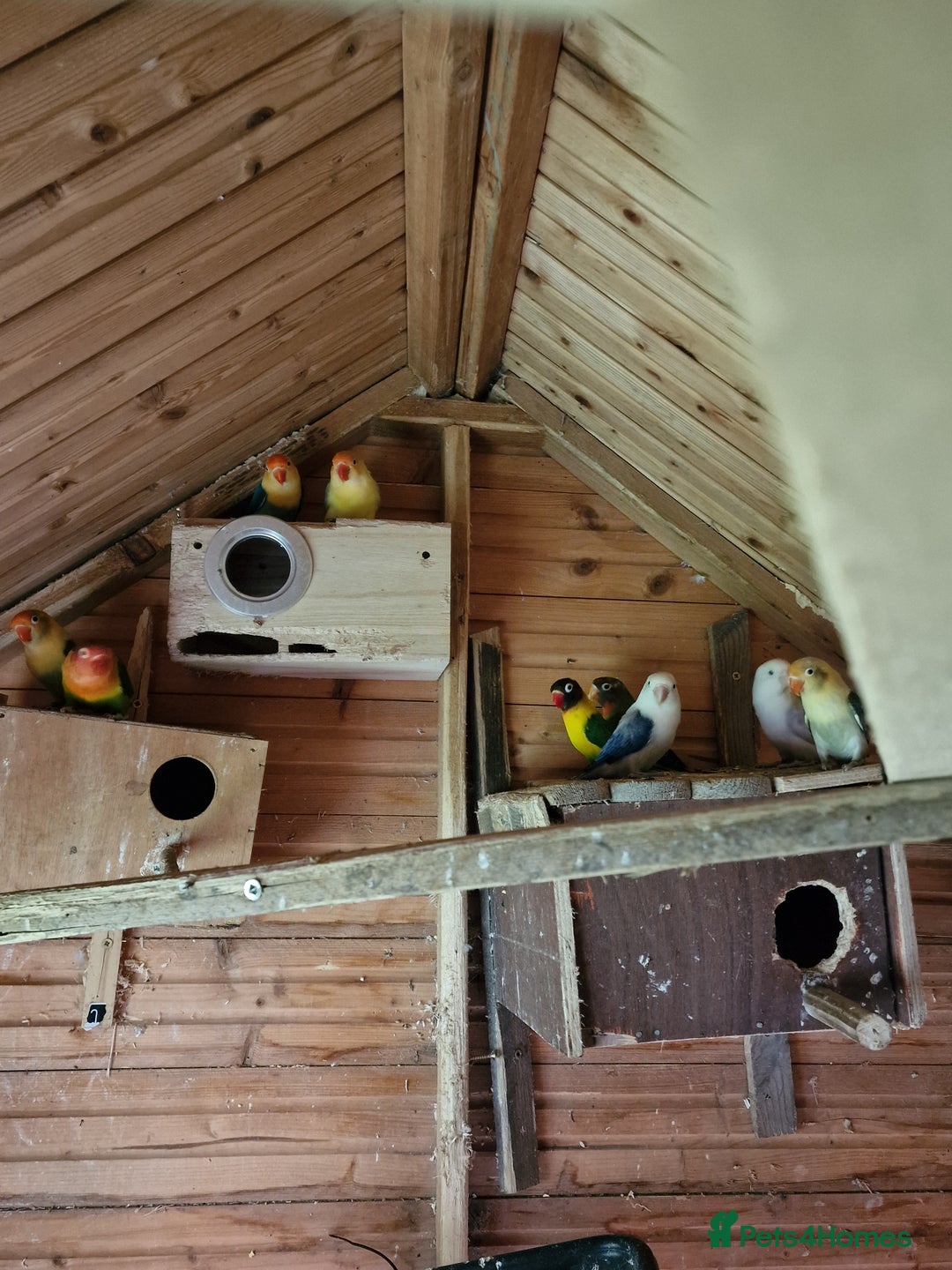 Lovebirds birds for sale: Lovebirds  - Image 3