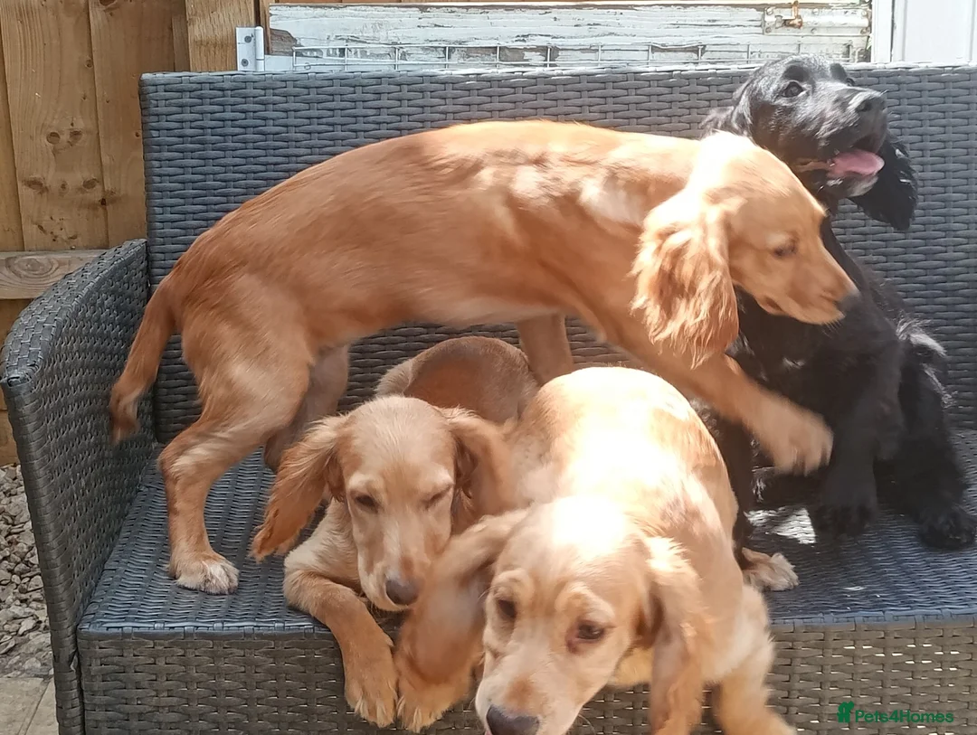 Cocker Spaniel dogs for sale: Working Cocker spaniel  - Advert 2