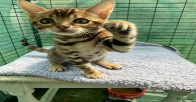 Bengal cats for sale in Deal - Advert 14