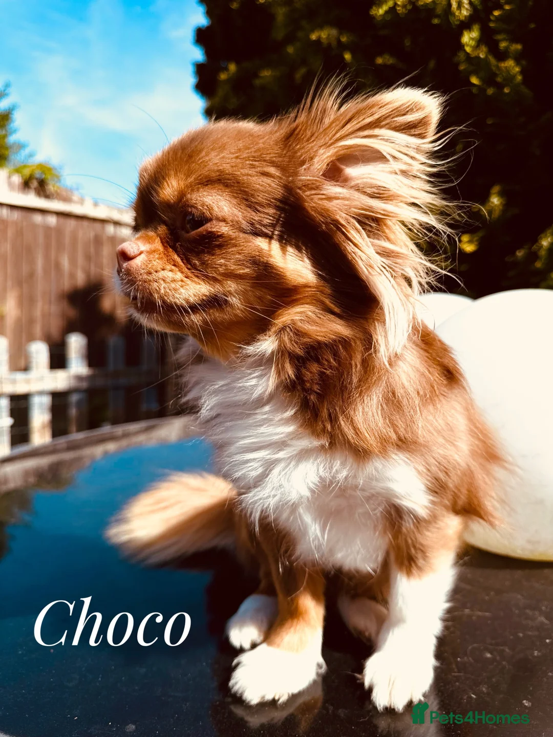 Chihuahua dogs for sale: KC Tricolor chocolate girl pet  - Advert 4
