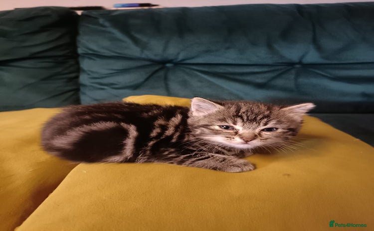 Mixed Breed cats - Advert 13
