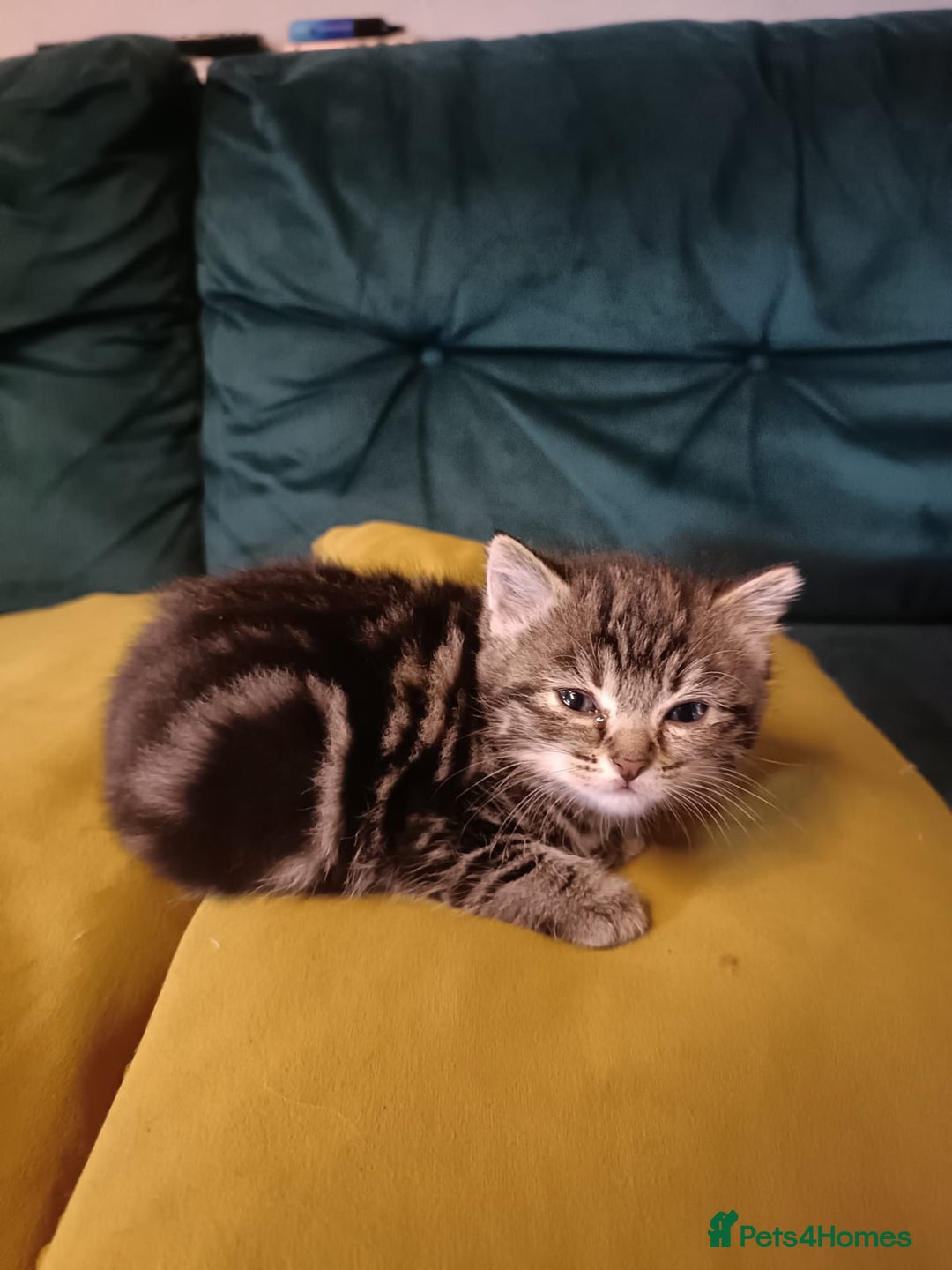 Mixed Breed cats for sale: Mixed bengal kittens - Image 1