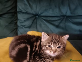 Mixed Breed cats - Advert 32