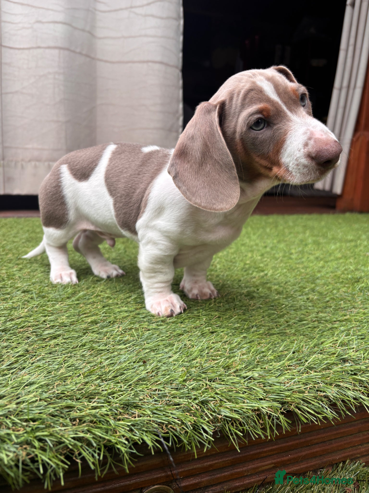 Miniature Dachshund dogs Miniature Dachshund Puppies  - Advert 18