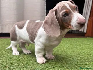 Miniature Dachshund dogs Miniature Dachshund Puppies - Advert 18