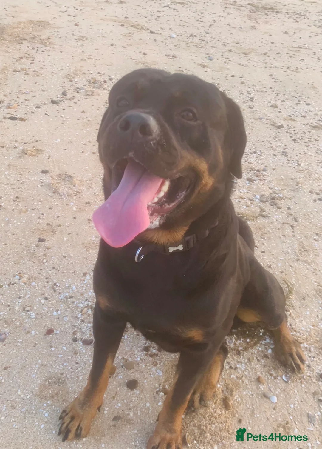 Rottweiler dogs for stud: MALE ROTTWEILER FOR STUD ONLY in Colchester - Advert 6