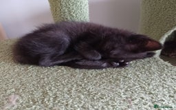 Mixed Breed cats for sale: Last 2 black kittens - Image 2