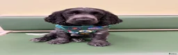 Cocker Spaniel dogs for sale: KC Show cocker spaniel male  - Advert 4