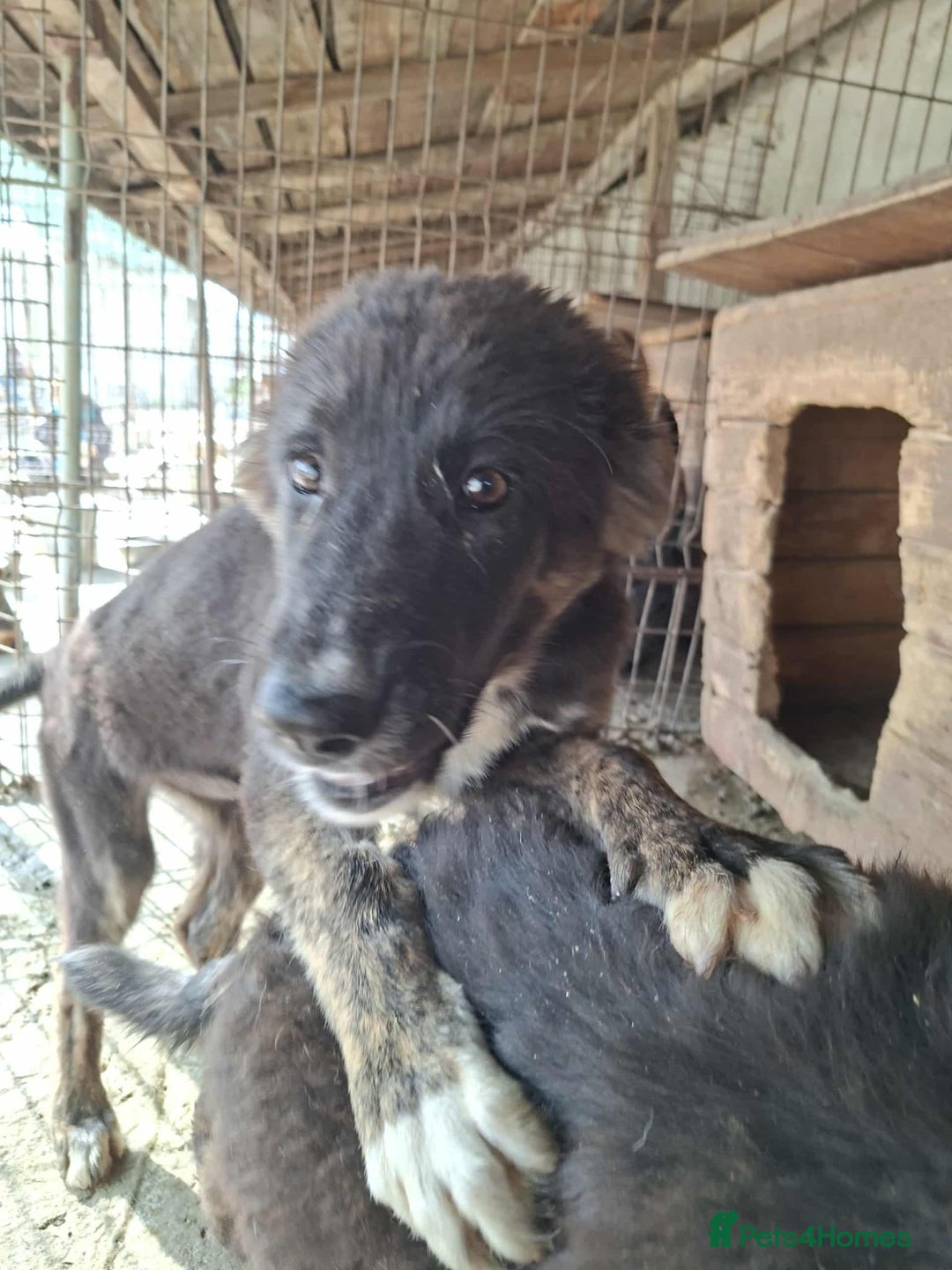 Mixed Breed dogs for adoption: Blaire - North Walsham norfolk  - Image 1
