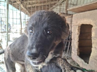 Mixed Breed dogs - Advert 4