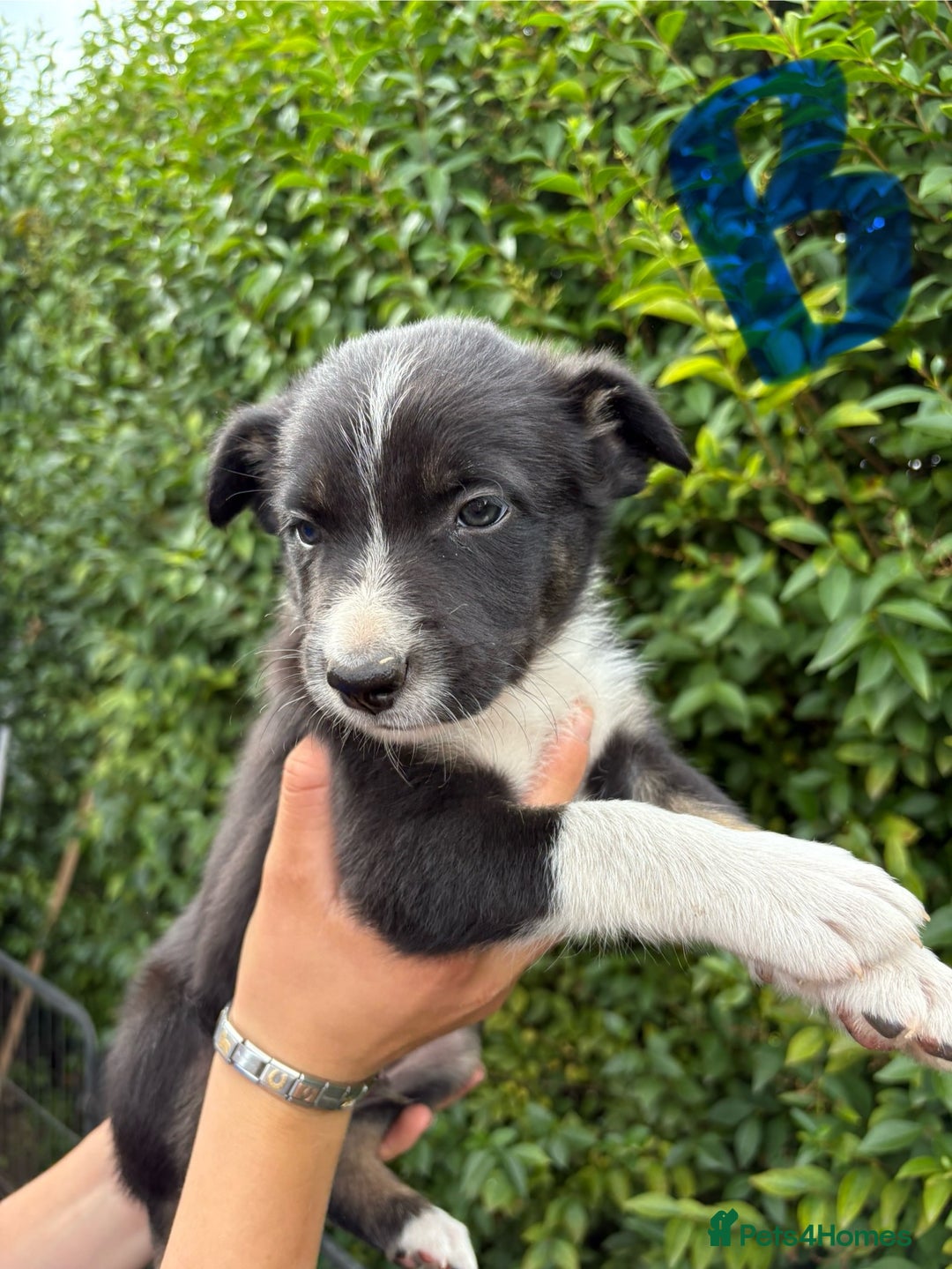 Border Collie dogs for sale: Border collie puppies ** Ready to Leave ** - Image 10
