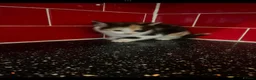 Mixed Breed cats for sale: 3 kittens left in Havant - Advert 6