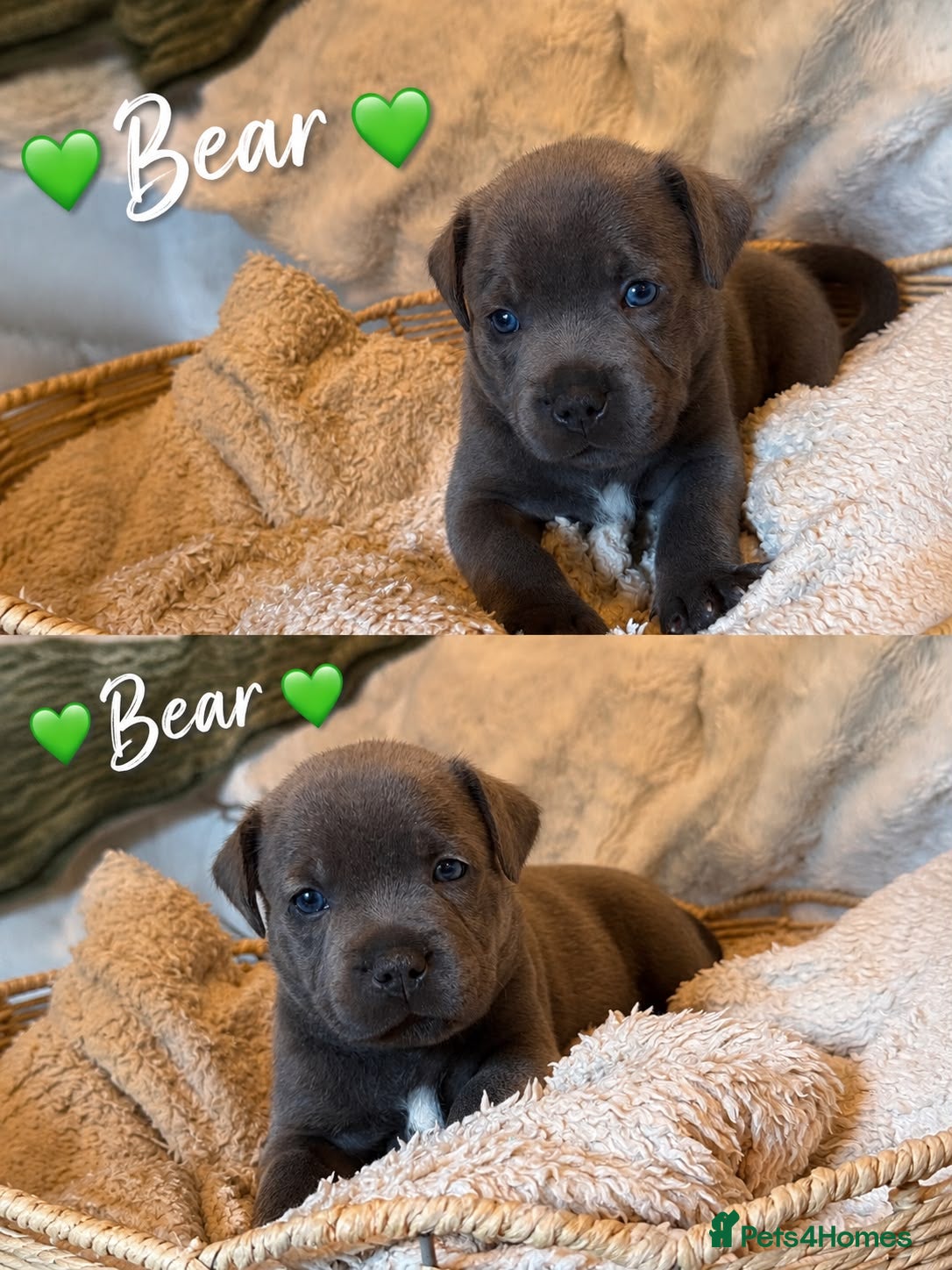 Staffordshire Bull Terrier dogs Gorgeous Blue Staffordshire Bull Terrier Puppies - Advert 2