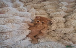 Mixed Breed cats for sale: Gorgeous Maine Coon X boy 💫 - Image 3
