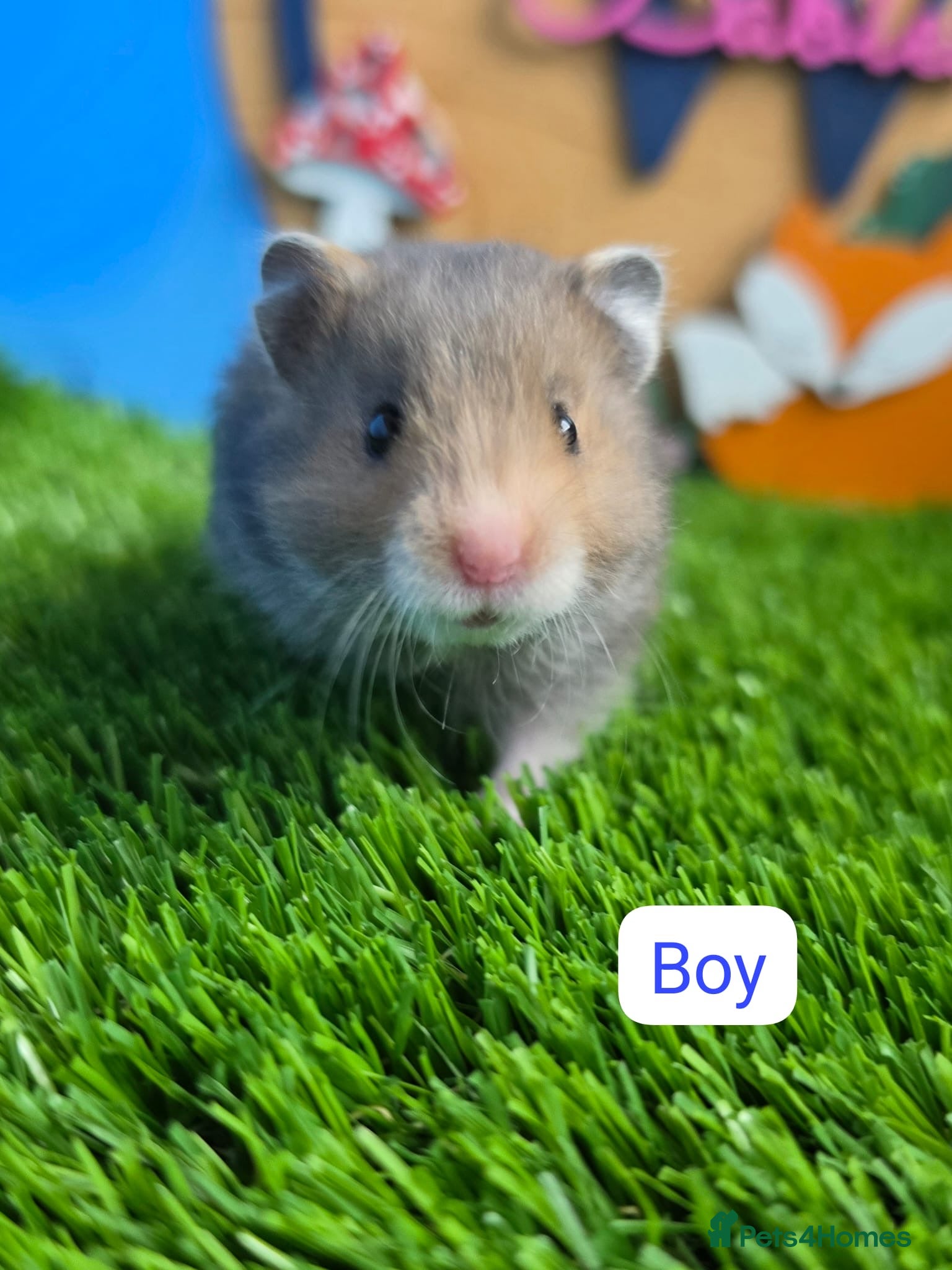 Hamster rodents Syrian Hamster Babies Baby Male Female Pedigree - Advert 2