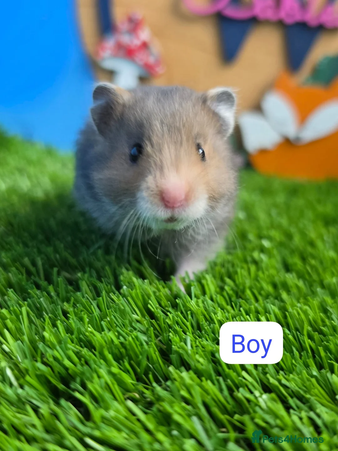 Hamster rodents for sale: Syrian Hamster Babies Baby Male Female Pedigree - Advert 2