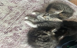 Mixed Breed cats for sale: Kittens - Image 4