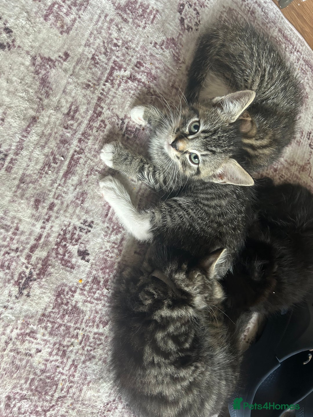 Mixed Breed cats for sale: Kittens - Image 4