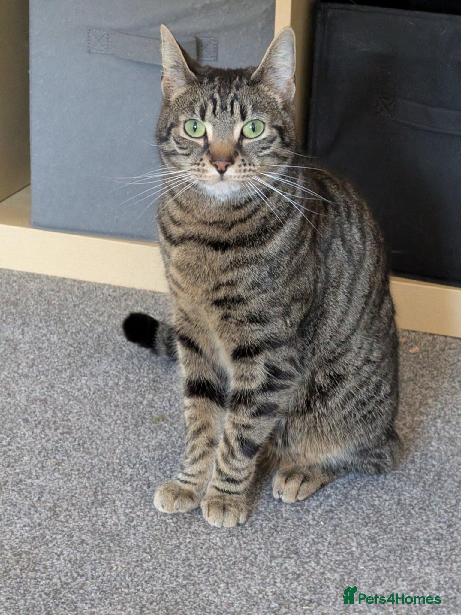 Domestic Shorthair cats Milo  - Advert 2