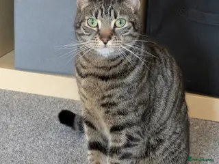 Domestic Shorthair cats Milo - Advert 2