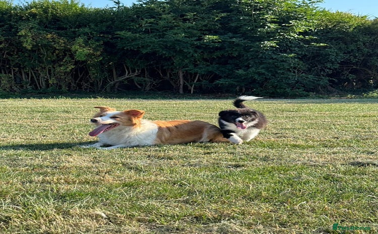Border Collie dogs - Advert 1