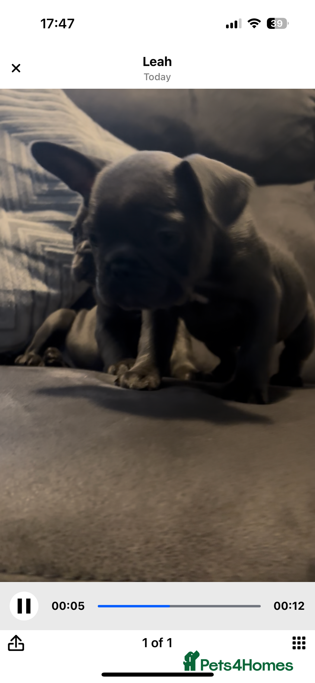 French Bulldog dogs for sale: French bulldogs puppies  - Image 16