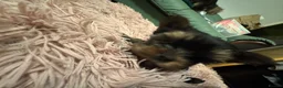 Yorkshire Terrier dogs for sale: Gorgeous Yorkshire Terrier Puppies Ready to go! 🐾 - Advert 26